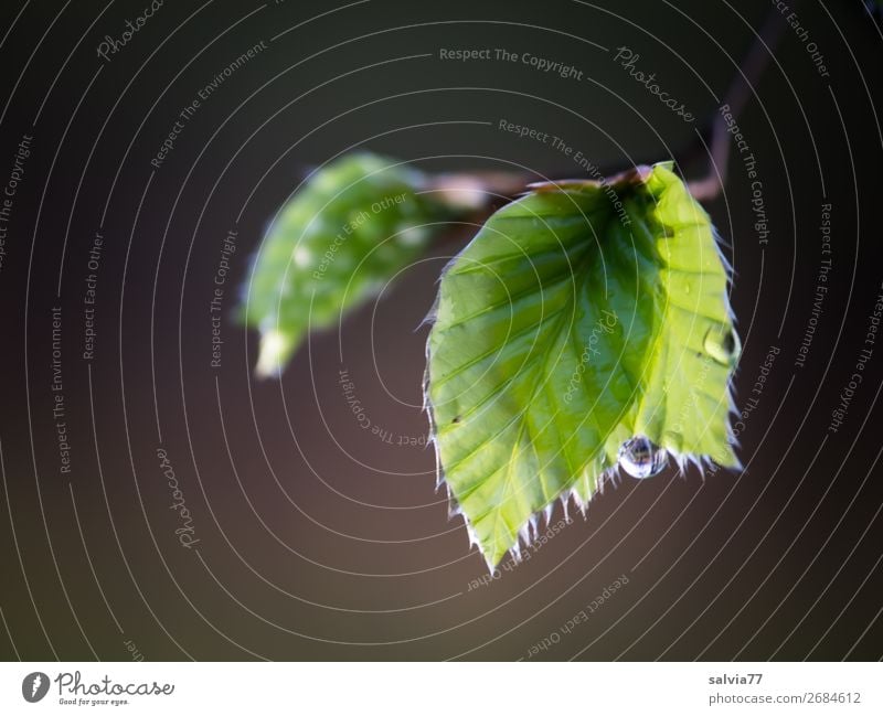 taufrisch Umwelt Natur Pflanze Frühling Baum Blatt Zweig Buchenblatt Park Wald weich braun grün Stimmung Tropfen nass Tau Wasser Farbfoto Gedeckte Farben