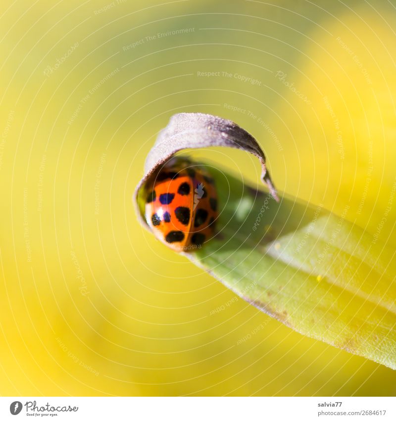Schutz suchen! Umwelt Natur Pflanze Tier Sommer Blume Blatt Käfer Marienkäfer Insekt 1 Wärme gelb Farbfoto Außenaufnahme Makroaufnahme Menschenleer