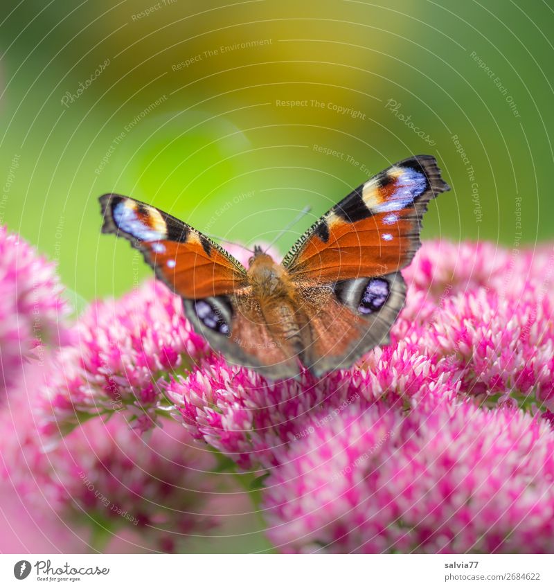 blaue Augen Umwelt Natur Sommer Blume Blatt Garten Schmetterling Flügel Insekt Tagpfauenauge Blühend Duft ästhetisch Farbfoto Außenaufnahme Nahaufnahme