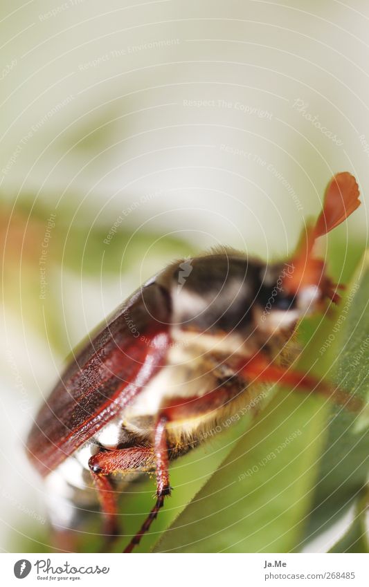 An einem Tag im Mai... Tier Wildtier Käfer Maikäfer Käferbein Tierporträt 1 braun grün Farbfoto Außenaufnahme Detailaufnahme Makroaufnahme