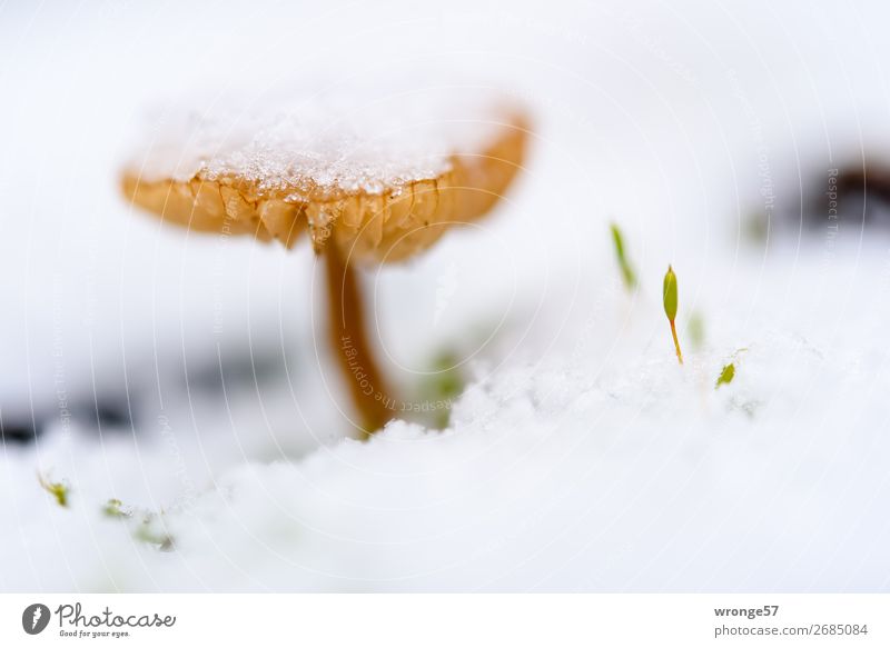 Pilz mit Schneemütze Natur Pflanze Winter Eis Frost frieren kalt klein braun weiß Schneefall Makroaufnahme Querformat Nahaufnahme bodennah Farbfoto