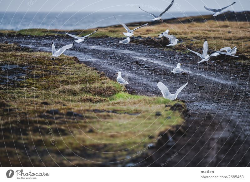 Islandmöwen Natur Landschaft Pflanze Tier Himmel Wolken Horizont Frühling schlechtes Wetter Regen Gras Meer Menschenleer Vogel Schwarm fliegen dunkel blau gelb