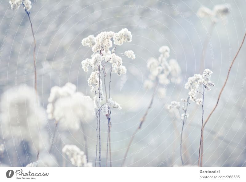Frost Umwelt Natur Pflanze Winter Gras Sträucher Blüte Seeufer hell kalt Schilfrohr Farbfoto Gedeckte Farben Außenaufnahme Textfreiraum unten