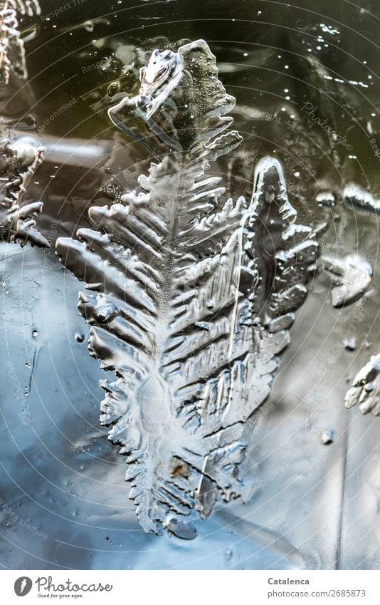 Eisblatt, blattartige Struktur eines Eiskristalls Natur Wasser Winter Klima Frost Strukturen & Formen glänzend ästhetisch fantastisch fest kalt blau braun grau