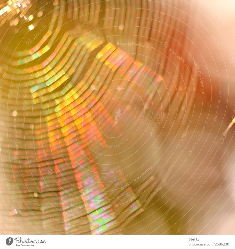 Spinnennetz im goldenen Herbstlicht Netzwerk netzartig Traumfänger traumhaft träumen lichtvoll Lichtschein Lichtbrechung Lichtspiegelung Lichtreflexe