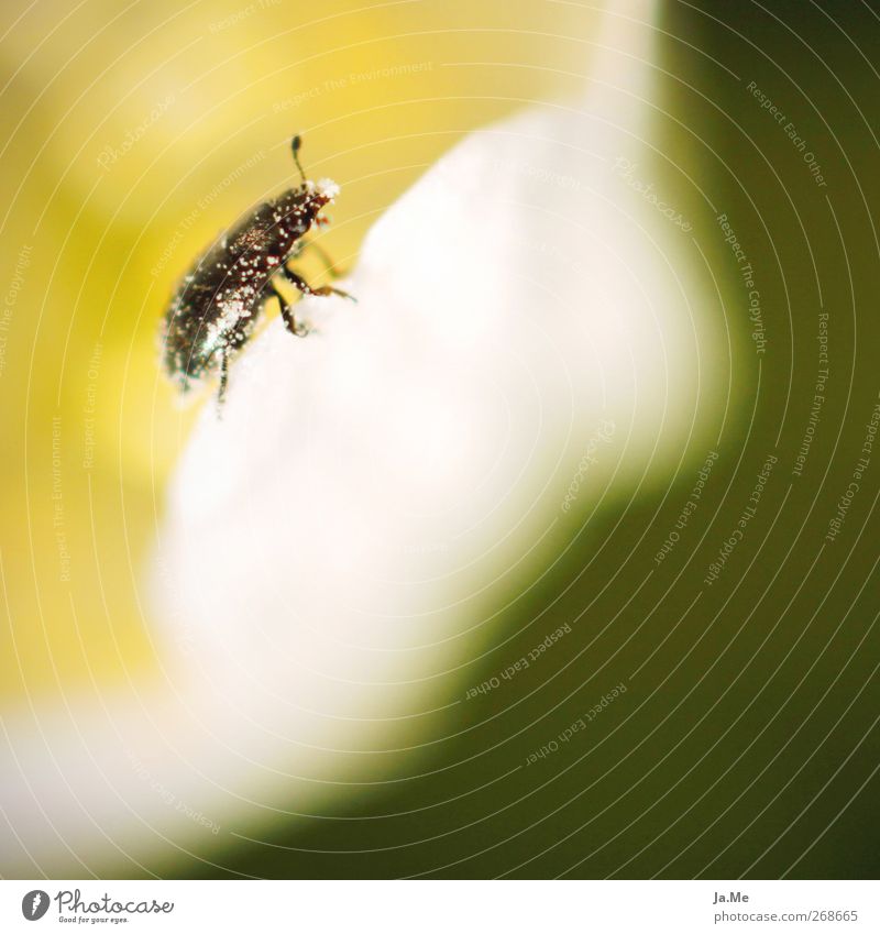 Frisch gepudert! Pollen Tier Wildtier Käfer 1 gelb grün schwarz weiß Farbfoto Außenaufnahme Detailaufnahme Makroaufnahme Tag Schwache Tiefenschärfe