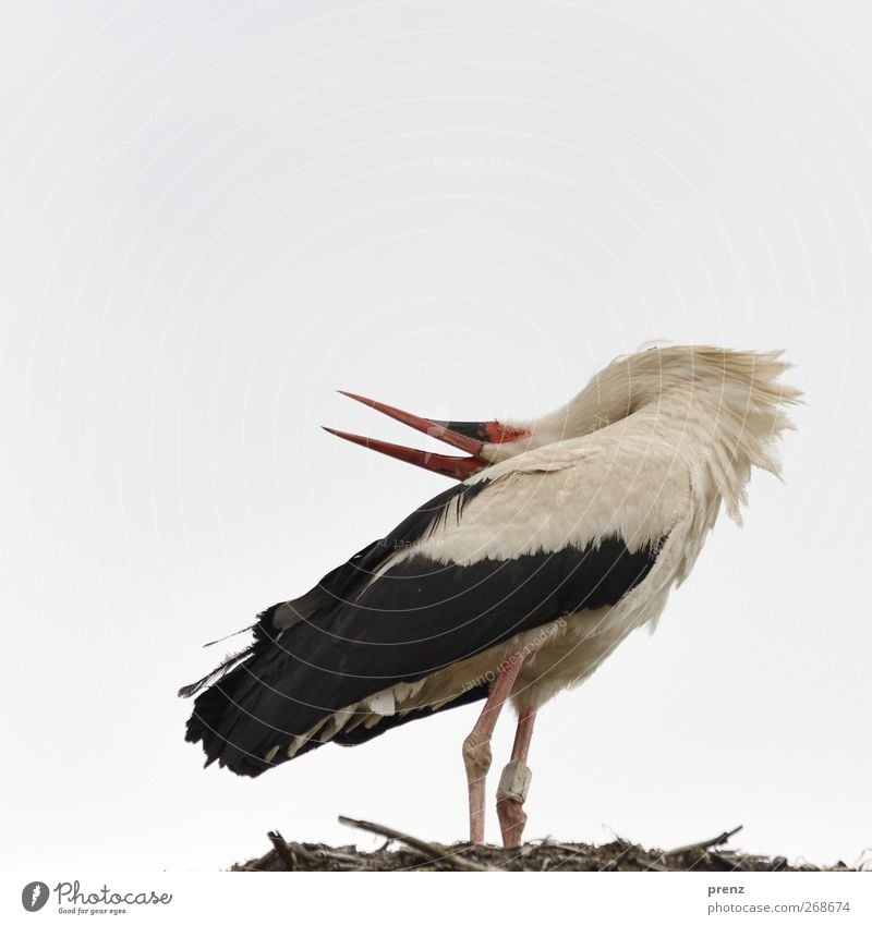 klapper Umwelt Natur Tier Himmel Wildtier Vogel 1 grau schwarz weiß Storch Storchendorf Linum Tierporträt Weißstorch Geburt Farbfoto Außenaufnahme