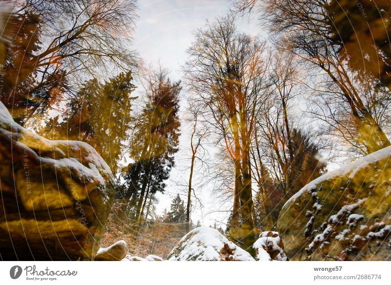 Verkehrte Welt | Der Harz im Fluss Umwelt Natur Landschaft Luft Wasser Herbst Winter Eis Frost Schnee Flussufer nass natürlich braun gelb grün Romantik schön