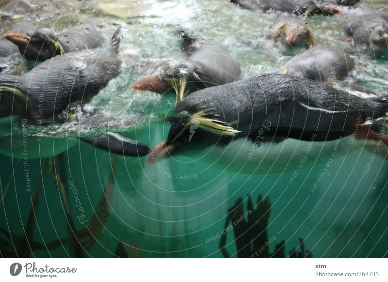 wildgrün [beyond the sea 35] Tier Wasser Meer Wildtier Zoo Aquarium Tiergruppe Gesundheit frech Geschwindigkeit Antarktis Südpol Farbfoto Innenaufnahme