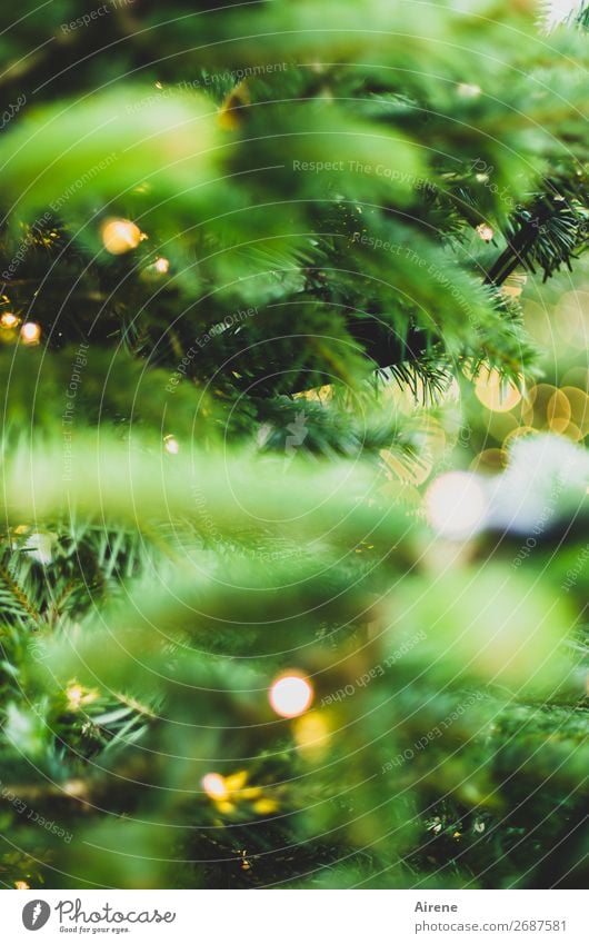 Lichterbaum III Weihnachten & Advent Weihnachtsbaum Dekoration & Verzierung Kerze leuchten gelb grün Gefühle Freude Vorfreude Hoffnung Glaube Religion & Glaube