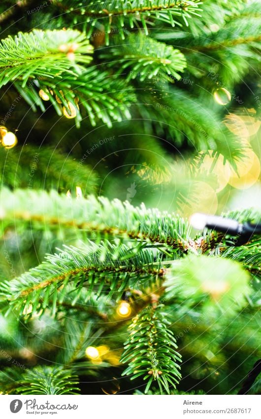 Lichterbaum V Weihnachten & Advent Weihnachtsbaum Dekoration & Verzierung Kerze leuchten gelb grün Gefühle Lebensfreude Vorfreude Hoffnung Glaube