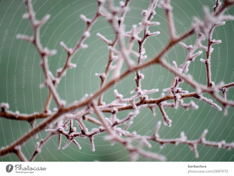 Wie Pflanzen Frost und Eis überleben - Begegnungen mit der Natur