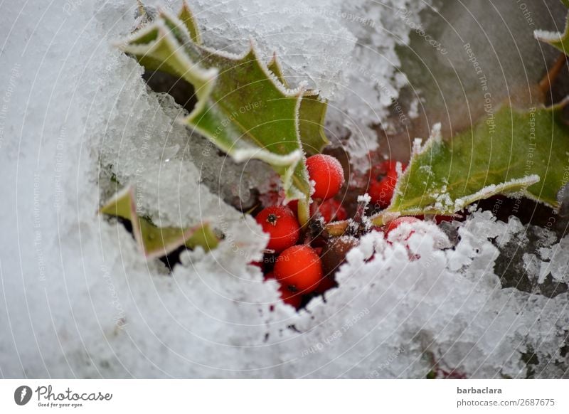 Schneeweißchen und Rosenrot Natur Pflanze Erde Winter Klima Blatt Beeren Garten leuchten kalt grün Stimmung Farbe Überleben Umwelt Wandel & Veränderung Farbfoto