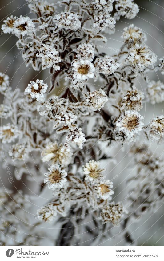 Eisige Schönheit Pflanze Winter Frost Sträucher Blatt Blüte Garten ästhetisch hell kalt silber weiß Stimmung Romantik Klima Natur Umwelt Wandel & Veränderung