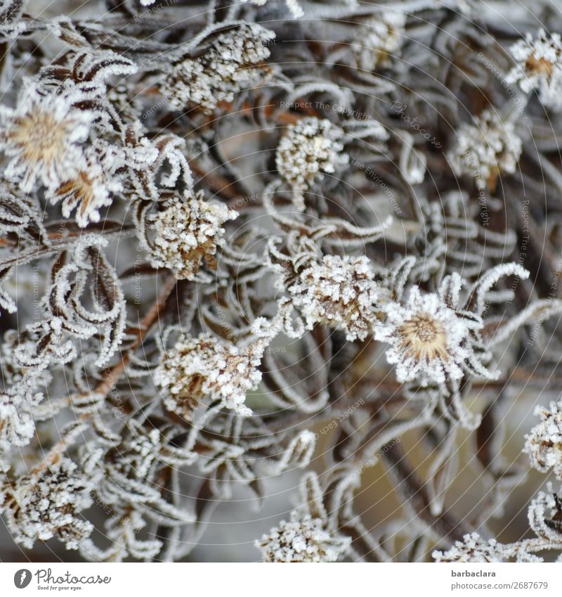 Eisblumen Natur Pflanze Winter Frost Sträucher Blatt Blüte Garten ästhetisch kalt silber weiß Stimmung Romantik Design Klima Stil Umwelt Wandel & Veränderung