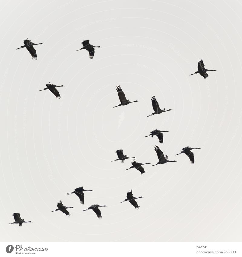 Kraniche Umwelt Natur Tier Himmel Vogel Schwarm grau schwarz fliegend Farbfoto Außenaufnahme Menschenleer Hintergrund neutral Tag Licht Schatten Silhouette