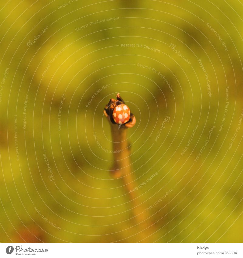 on top Natur Pflanze Tier Frühling Käfer Marienkäfer 1 warten ästhetisch außergewöhnlich natürlich positiv schön gelb grün rot Einsamkeit Glück Mittelpunkt