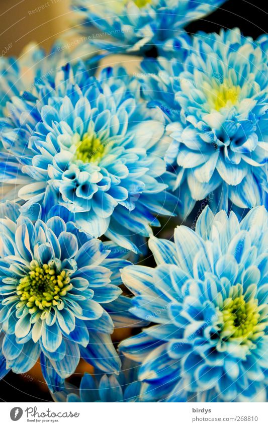 blaue Pracht Pflanze Blume Duft leuchten ästhetisch Freundlichkeit schön Kitsch gelb weiß Romantik Farbe Natur Blüte Blühend Blumenstrauß Muttertag Valentinstag