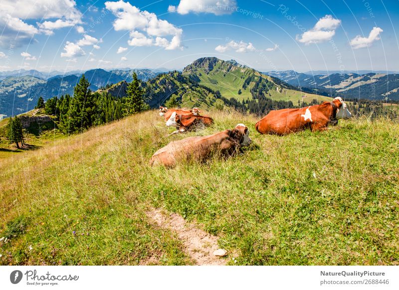Cows on the summit - Stuiben - Bavaria – Germany Ferien & Urlaub & Reisen Tourismus Ausflug Abenteuer Ferne Sommer Sommerurlaub wandern Natur Landschaft Himmel