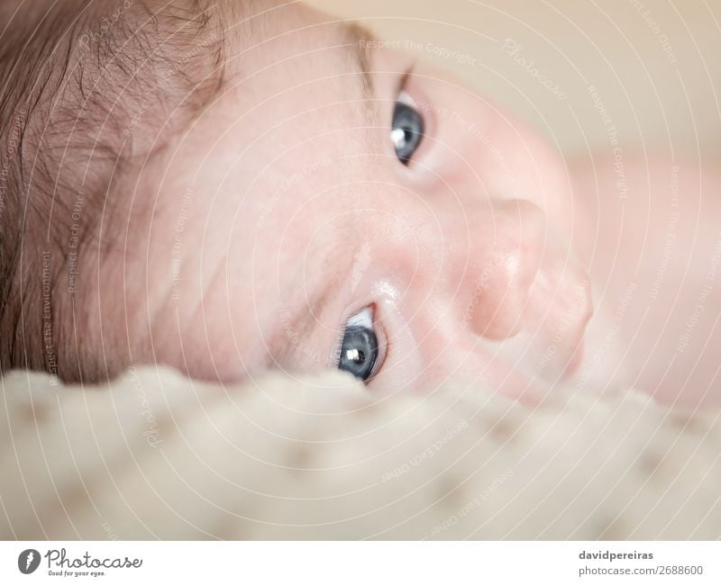 Porträt eines Neugeborenen, das sich über eine Decke legt. Lifestyle Glück schön Körper Haut Gesicht Leben Erholung Kind Mensch Baby Junge Kindheit Liebe