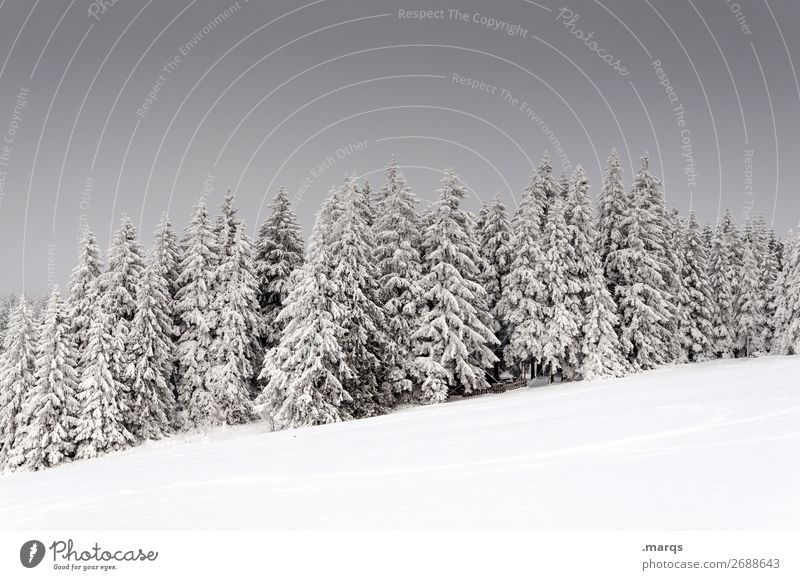 Tiefer Winter Ferien & Urlaub & Reisen Schnee Natur Landschaft Pflanze Himmel Eis Frost Baum Wald kalt schön Stimmung Fichtenwald Schwarzwald Farbfoto