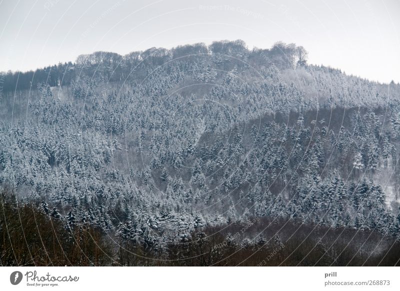 Winterwald in Hohenlohe Natur Landschaft Pflanze Wolken Baum Wald kalt friedlich Idylle schnee ländlich deutschland Hintergrundbild Zweig Ast Nadelbaum himmel