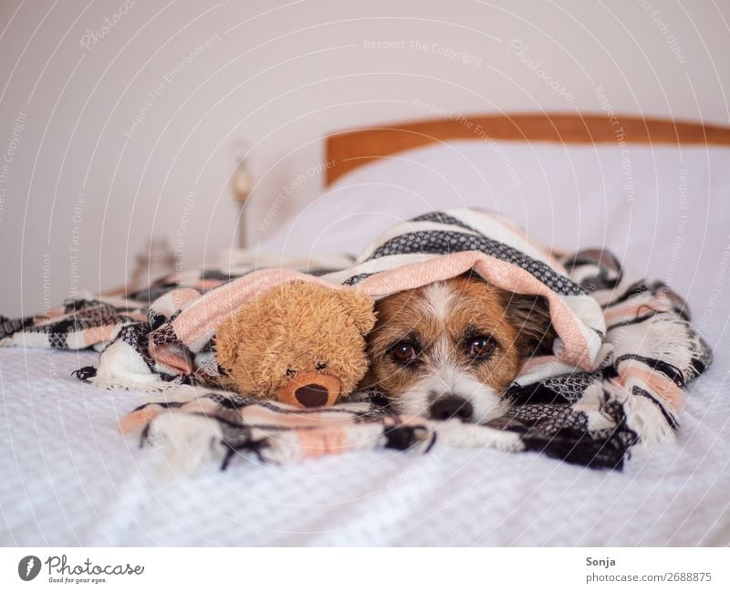Kleiner Hund mit Teddybär unter einer karierten Decke Tier Haustier Tiergesicht 1 Spielzeug Wolldecke Bett schlafen Unendlichkeit kuschlig lustig niedlich