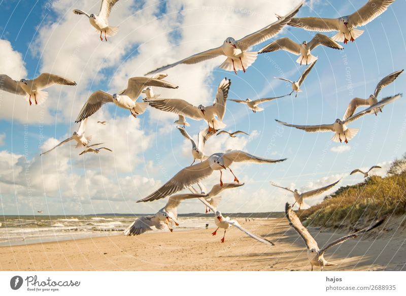 Lachmöwen fliegen über einem Ostseestrand Strand Tier Wildtier Vogel Tiergruppe wild blau weiß wildlife tief Schwarm Gruppe Vögel Möwen Himmel Wolken Sandstrand