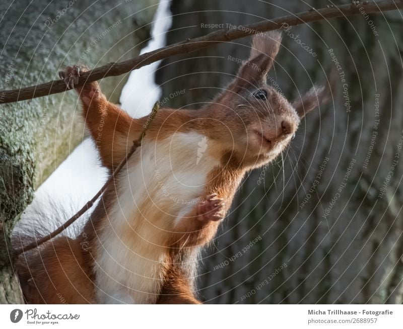 Stehendes Eichhörnchen im Baum Natur Tier Sonnenlicht Schönes Wetter Wildtier Tiergesicht Fell Krallen Pfote Nagetiere Ohr Auge 1 beobachten festhalten Blick