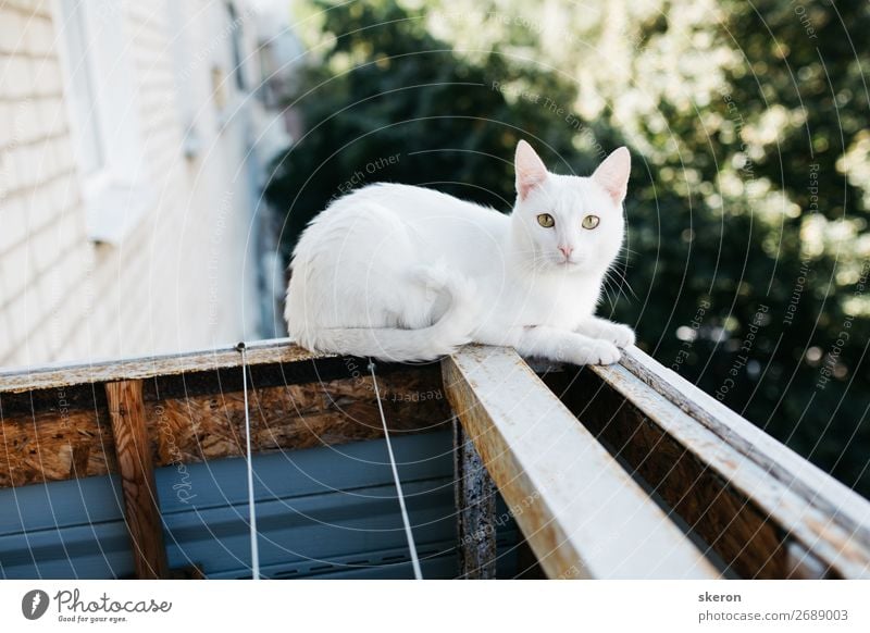 Susse Weisse Katze Mit Blick Vom Balkon Aus Ein Lizenzfreies Stock Foto Von Photocase