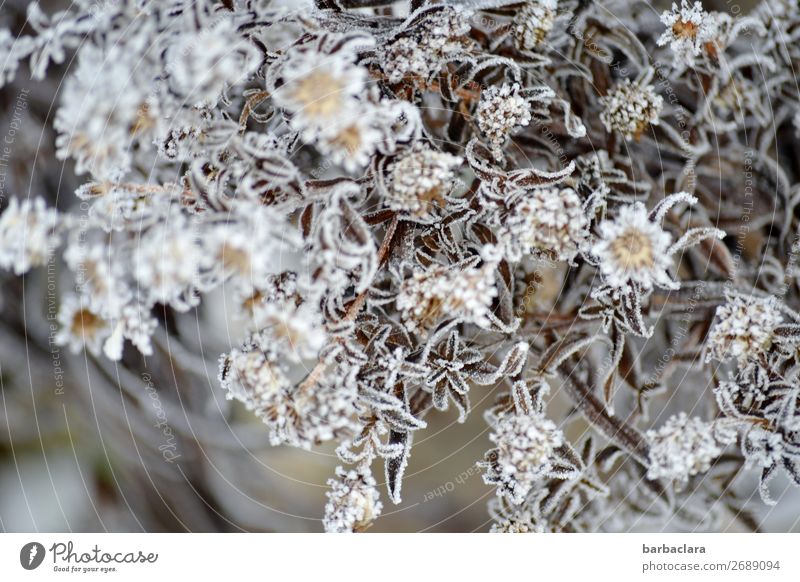 Herbstaster im Winterkleid Pflanze Klima Eis Frost Sträucher Blatt Blüte Garten ästhetisch kalt silber weiß Stimmung Romantik elegant Natur Stil Umwelt Farbfoto
