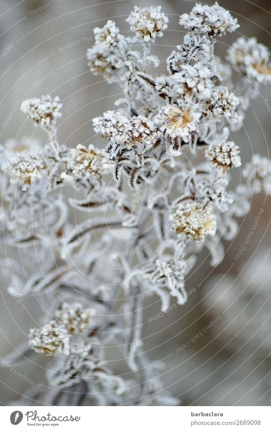 Ein Hauch von Frost und Winter Pflanze Klima Eis Sträucher Blüte Garten hell kalt silber weiß Stimmung Romantik ästhetisch Natur rein Umwelt