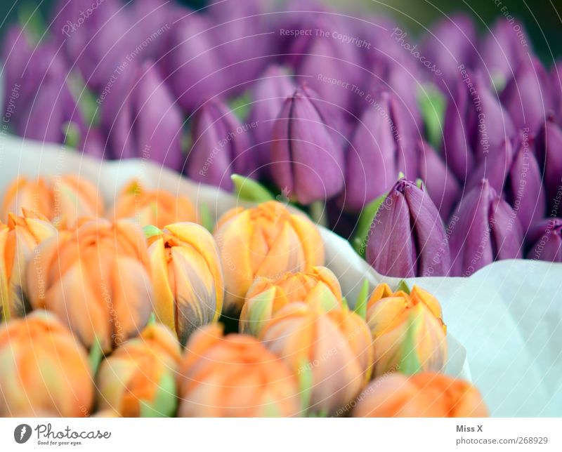 duftig Frühling Blume Tulpe Blatt Blüte Blühend Duft violett Blumenstrauß Tulpenblüte Wochenmarkt orange Farbfoto mehrfarbig Muster Menschenleer