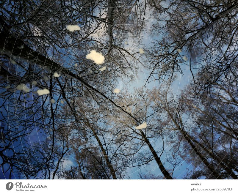 Von oben Umwelt Natur Landschaft Himmel Winter Schnee Schneefall Baum Baumstamm Zweige u. Äste blau durcheinander Farbfoto Außenaufnahme Detailaufnahme