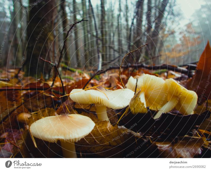 Verkehrte Welt /Helle  Pilze gefunden im Wald  auf braunen Blättern,  Ende Dezember.. Freude Glück harmonisch Winter Häusliches Leben Natur Schönes Wetter