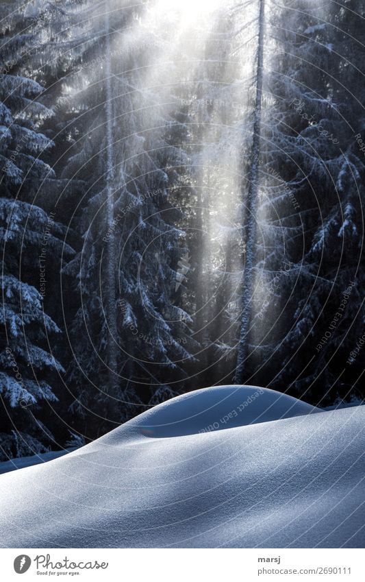 Ein neues Jahr beginnt harmonisch Wohlgefühl ruhig Meditation Winter Schnee Winterurlaub Schneefall leuchten träumen Schneehügel sanft Schneelandschaft Wald