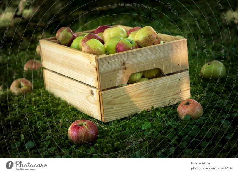 Apfelernte im Garten Lebensmittel Frucht Bioprodukte Vegetarische Ernährung Gesunde Ernährung Landwirtschaft Forstwirtschaft Herbst Kasten