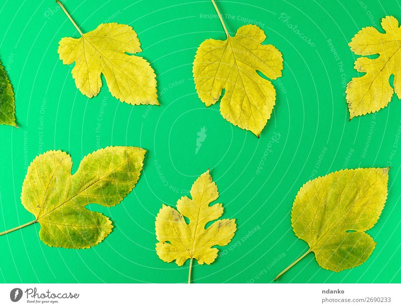 gelbe und grüne Maulbeerblätter Dekoration & Verzierung Natur Pflanze Herbst Baum Blatt hell natürlich Farbe herbstlich Hintergrund Transparente Borte Botanik