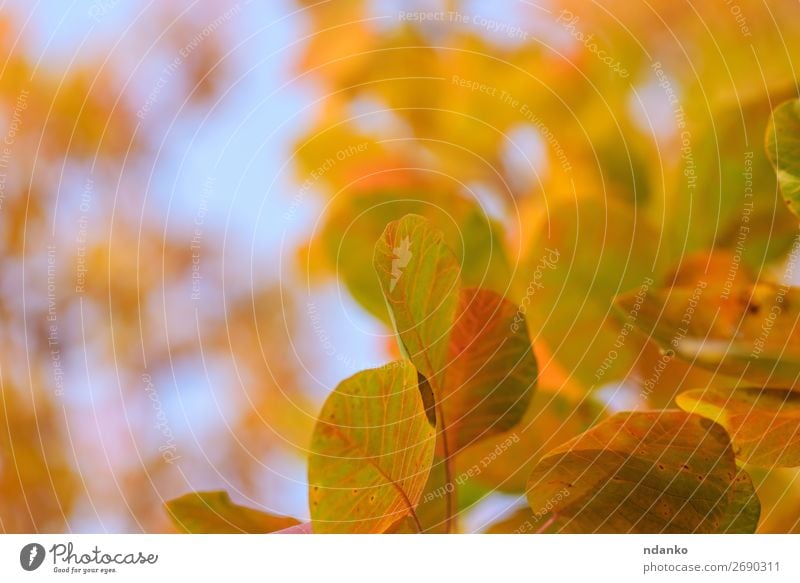 orangefarbene und gelbe Blätter von Cotinus coggygria Garten Natur Landschaft Pflanze Himmel Herbst Baum Blatt Park Wald hell natürlich blau rot Farbe