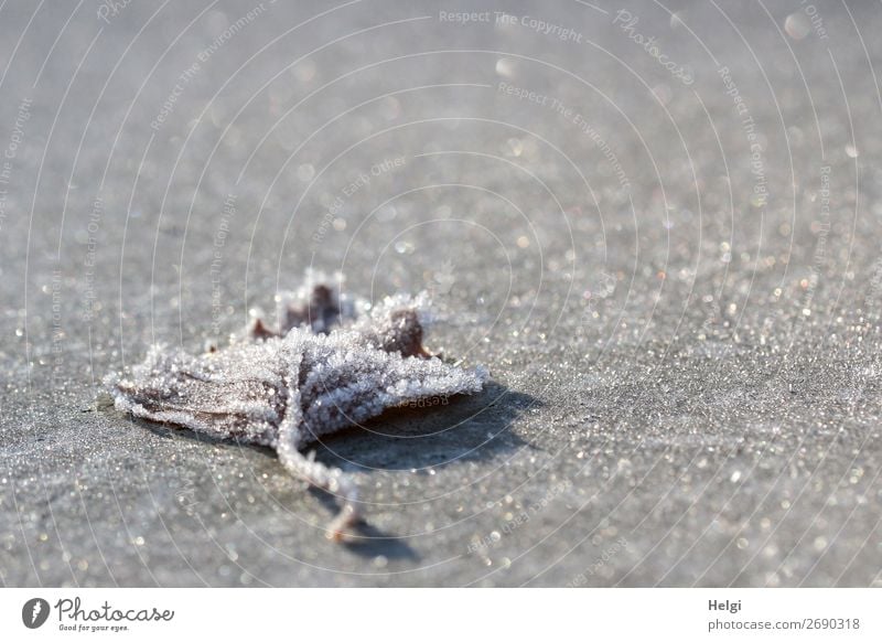 ein mit Eiskristallen bedecktes Blatt liegt auf einem frostig glitzernden grauen Untergrund Umwelt Natur Pflanze Winter Schönes Wetter Frost Park frieren liegen