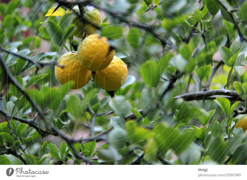 fast reife Zitronen wachsen am Baum mit grünen Blättern Lebensmittel Frucht Zitronenbaum Ernährung Umwelt Natur Pflanze Herbst Blatt Nutzpflanze Zweige u. Äste
