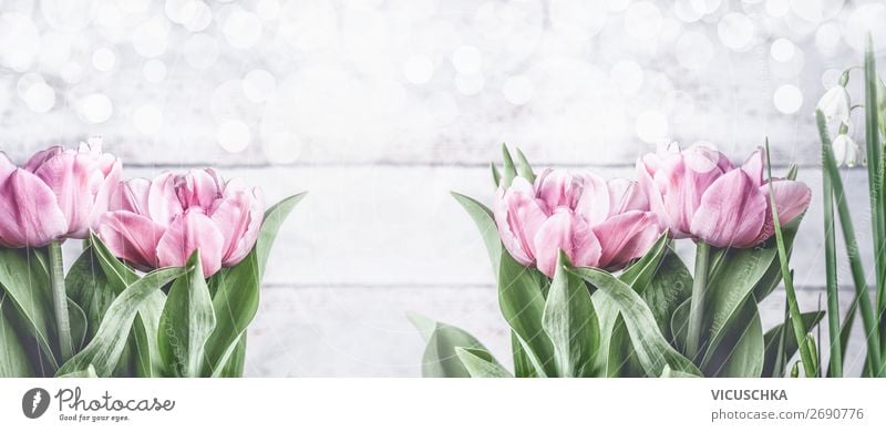Frühling Hintergrund mit rosa Tulpen Stil Design Garten Feste & Feiern Natur Pflanze Blume Blatt Blüte Dekoration & Verzierung Blumenstrauß Fahne Blühend