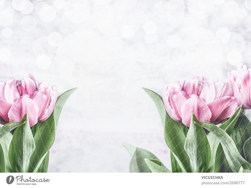 Rosa Tulpen auf weißem Hintergrund Stil Design Feste & Feiern Muttertag Ostern Hochzeit Geburtstag Natur Pflanze Frühling Blume Dekoration & Verzierung