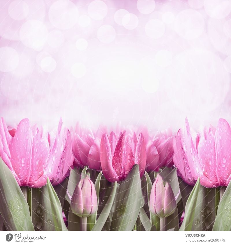 Pink frühling Tulpen Stil Design Sommer Feste & Feiern Muttertag Ostern Natur Pflanze Frühling Baum Garten Dekoration & Verzierung Blumenstrauß Blühend rosa
