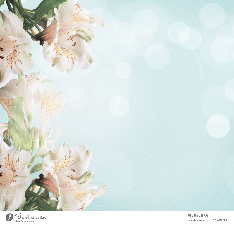 Weiße Blüten auf hellblauem Hintergrund mit grünen Blättern und Bokeh. Abstrakter floraler Hintergrund. Frühling Natur weiß Licht abstrakt geblümt weich