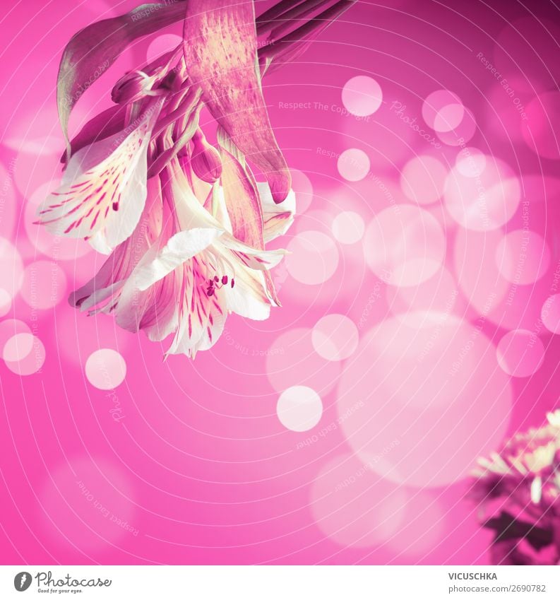 Blumen auf rosa Hintergrund mit Bokeh. Design Freude Valentinstag Muttertag Geburtstag Natur Pflanze Blumenstrauß trendy Duft Hintergrundbild Unschärfe Farbfoto