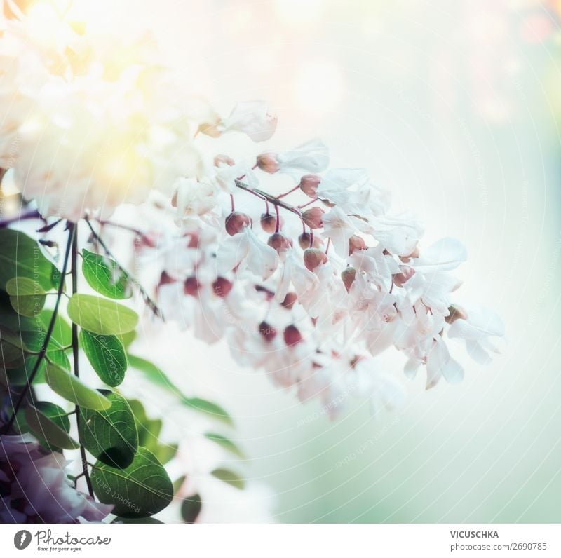 Weiße Frühlings-Akazienblüte auf verschwommenem Naturhintergrund mit Bokeh und Sonnenlicht, Nahaufnahme. Abstrakte florale Frühlingsnatur , im Freien weiß Blüte