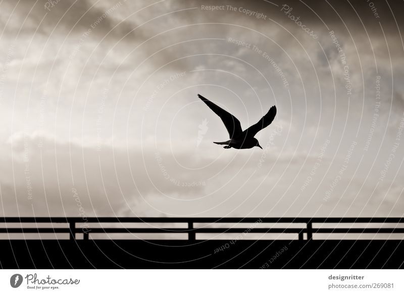 Das letzte Wort Umwelt Himmel Wolken Wildtier Vogel Flügel Möwe Seevogel 1 Tier fliegen dunkel frei wild Hoffnung Sehnsucht Heimweh Fernweh Freiheit Frieden