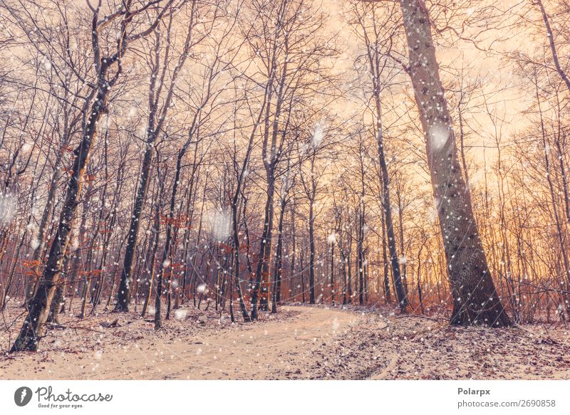 Morgendlicher Schneefall in einem Wald mit einem schönen Sonnenaufgang. Ferien & Urlaub & Reisen Winter Umwelt Natur Landschaft Klima Wetter Baum Park hell