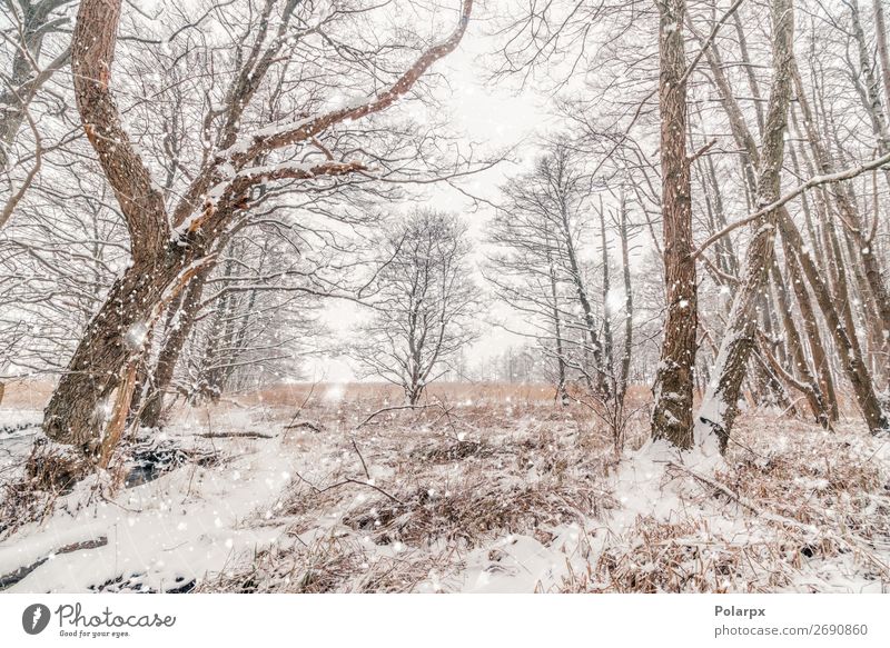 Schnee in einem Wald mit barenaked Bäumen bei schneereichem Wetter schön Winter Weihnachten & Advent Umwelt Natur Landschaft Himmel Nebel Baum Gras Coolness